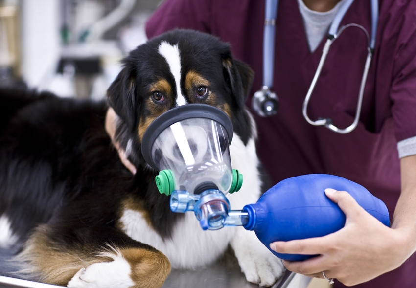 Kvalitatīva anestēzija Jūsu dzīvniekam!